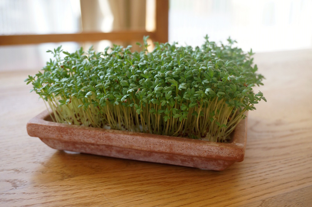 Kresse_Anbau_Biologisch_Lecker_Rezept_Anleitung_Sophiehearts6