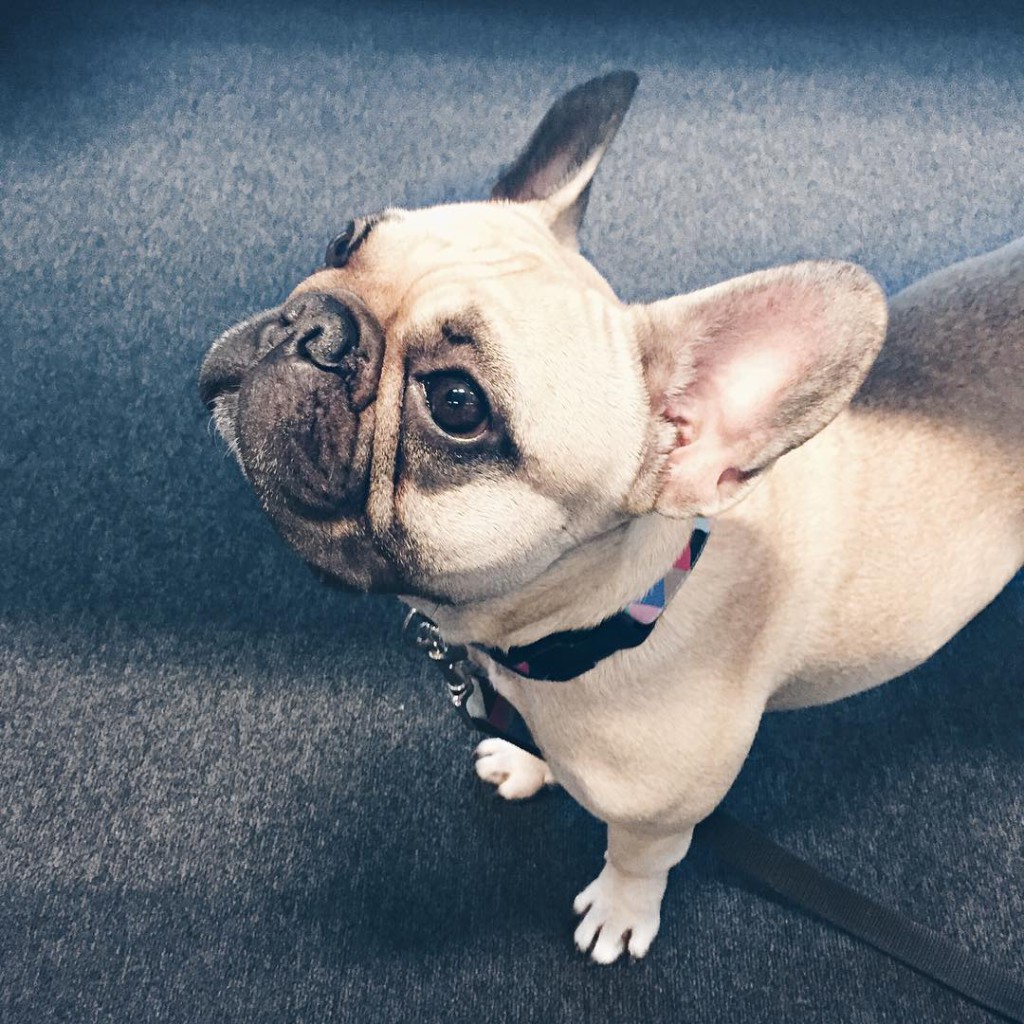 may I introduce you to @miudafrenchie ich durfte sie heute beim @mindshare blogger breakfast kennen lernen so ein putziges wauzi und sie liebt bananen genauso sehr wie ich #frenchie #frenchiesofinstagram #frenchiesofinsta #frenchies #dog #dogsofinstagram #sophiehearts